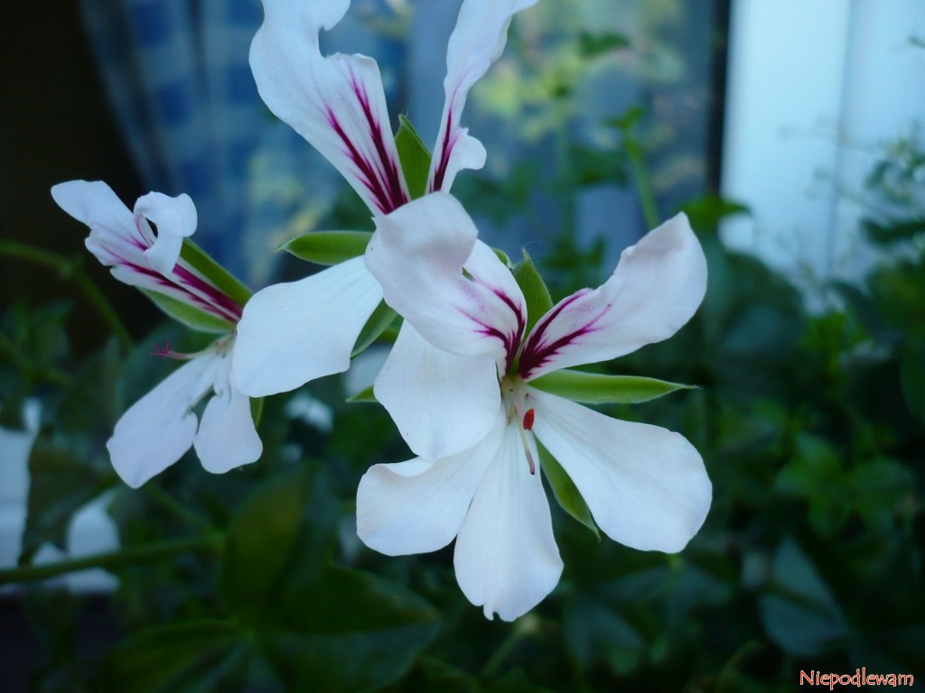Kwiaty pelargonii bluszczolistnych często są wielokolorowe. Fot. Niepodlewam