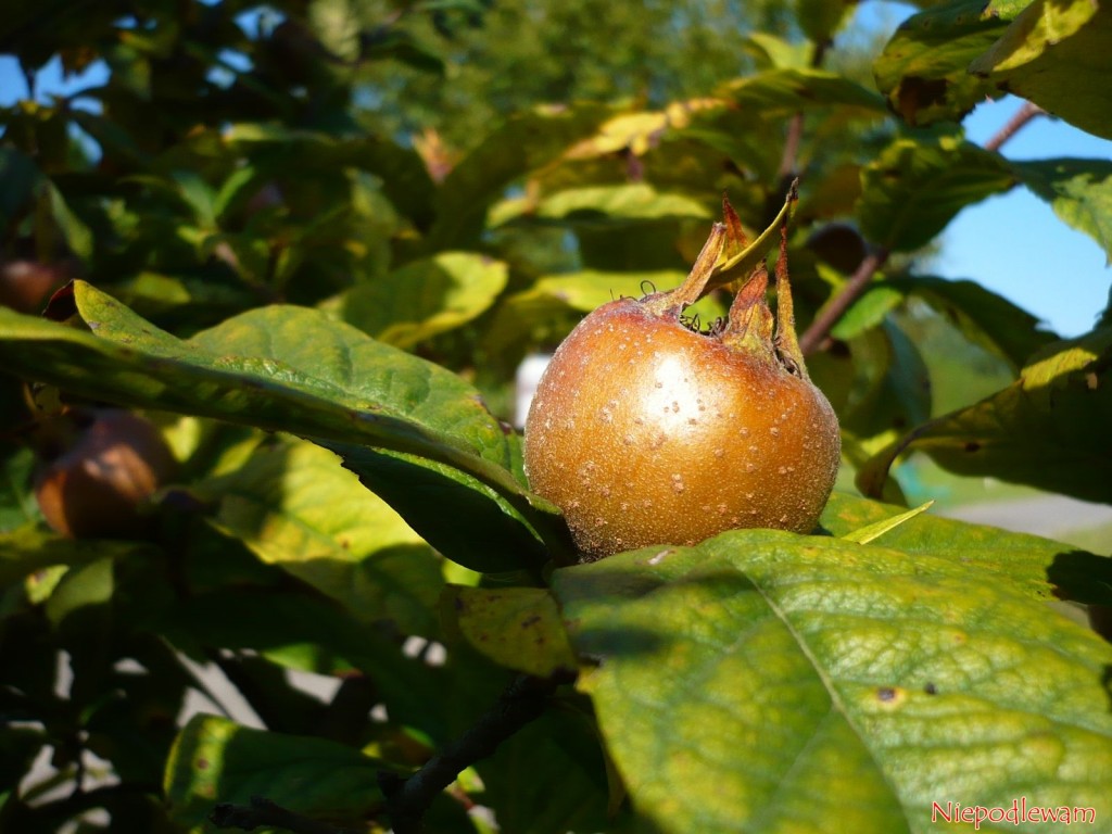 Nieszpułka zwyczajna (Mespilus germanica) odmiany Nottingham. Fot. Niepodlewam