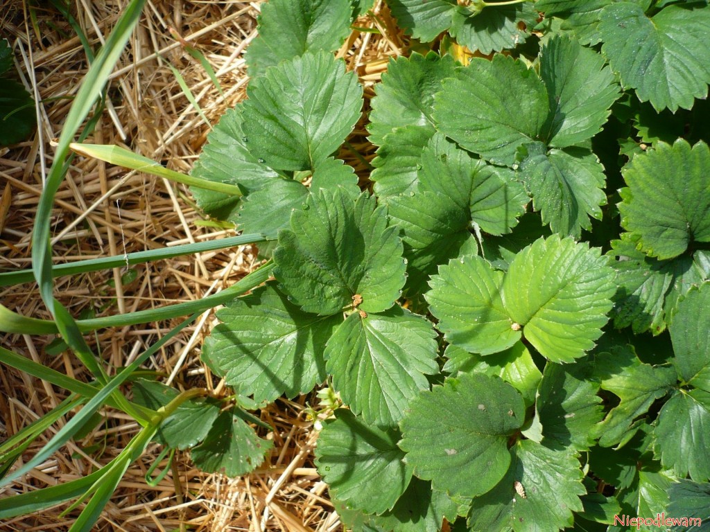 Przykład dobrego sąsiedztwa: truskawki rosną obok czosnku. Fot. Niepodlewam