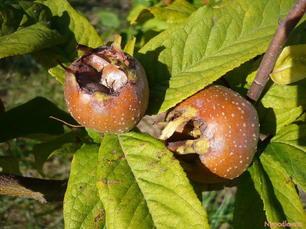Nieszpułka zwyczajna (Mespilus germanica) odmiany Holenderska Olbrzymia