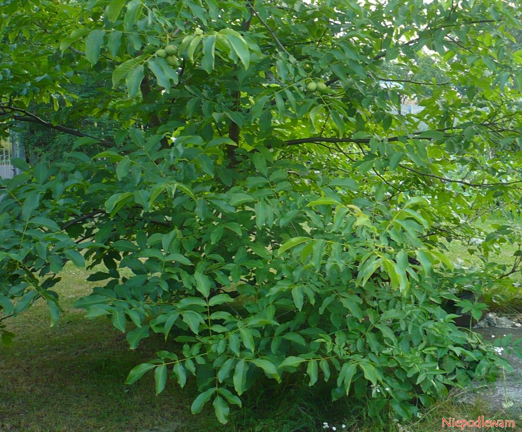 Orzech włoski (Juglans regia) - do ukorzeniania nadają się tylko rośliny o pokroju krzaczasty, tak jak ten. Tak wyhodowane drzewka owocują bardzo szybko i identycznie jak rośliny-matki.