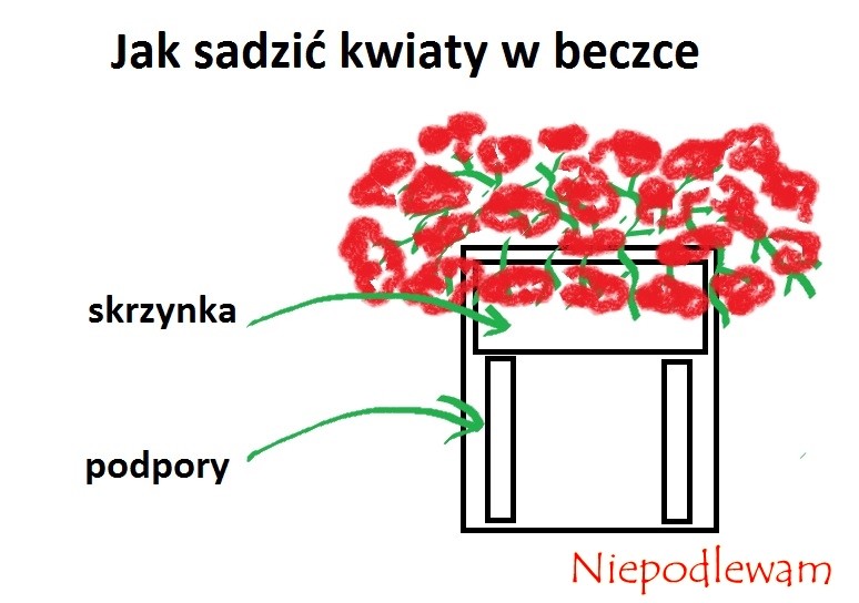 Schemat sadzenia kwiatów, np. pelargonii, w beczce. Rys. Niepodlewam