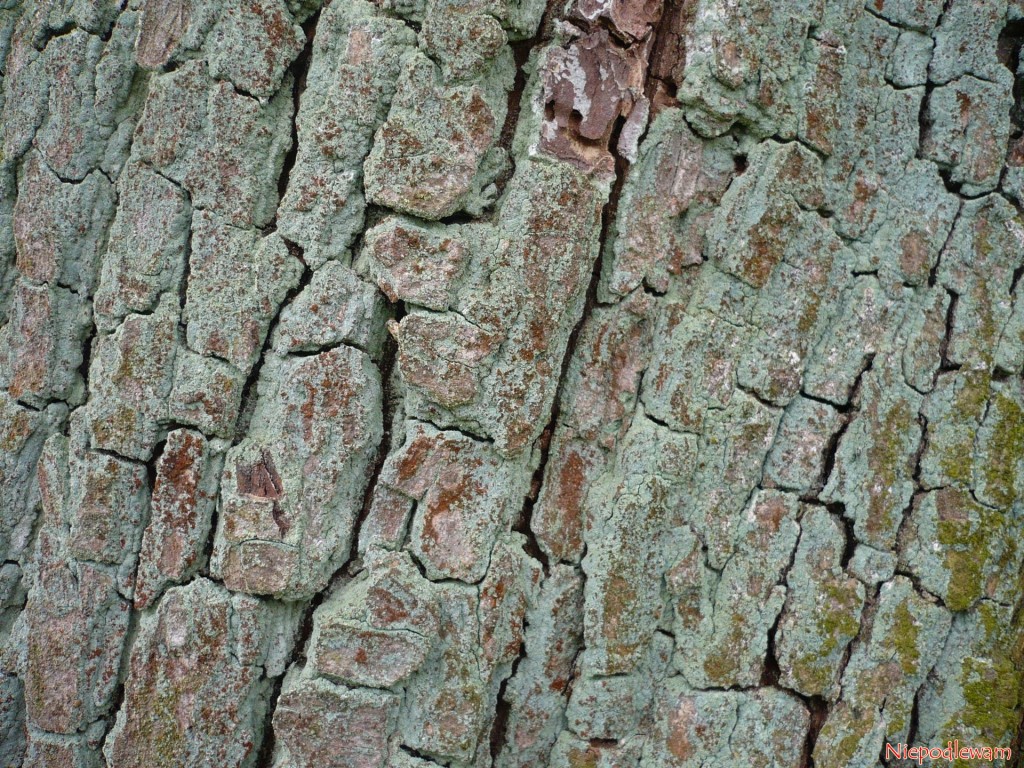 Popękana kora starej jabłoni to mnóstwo kryjówek dla szkodników. Fot. Niepodlewam