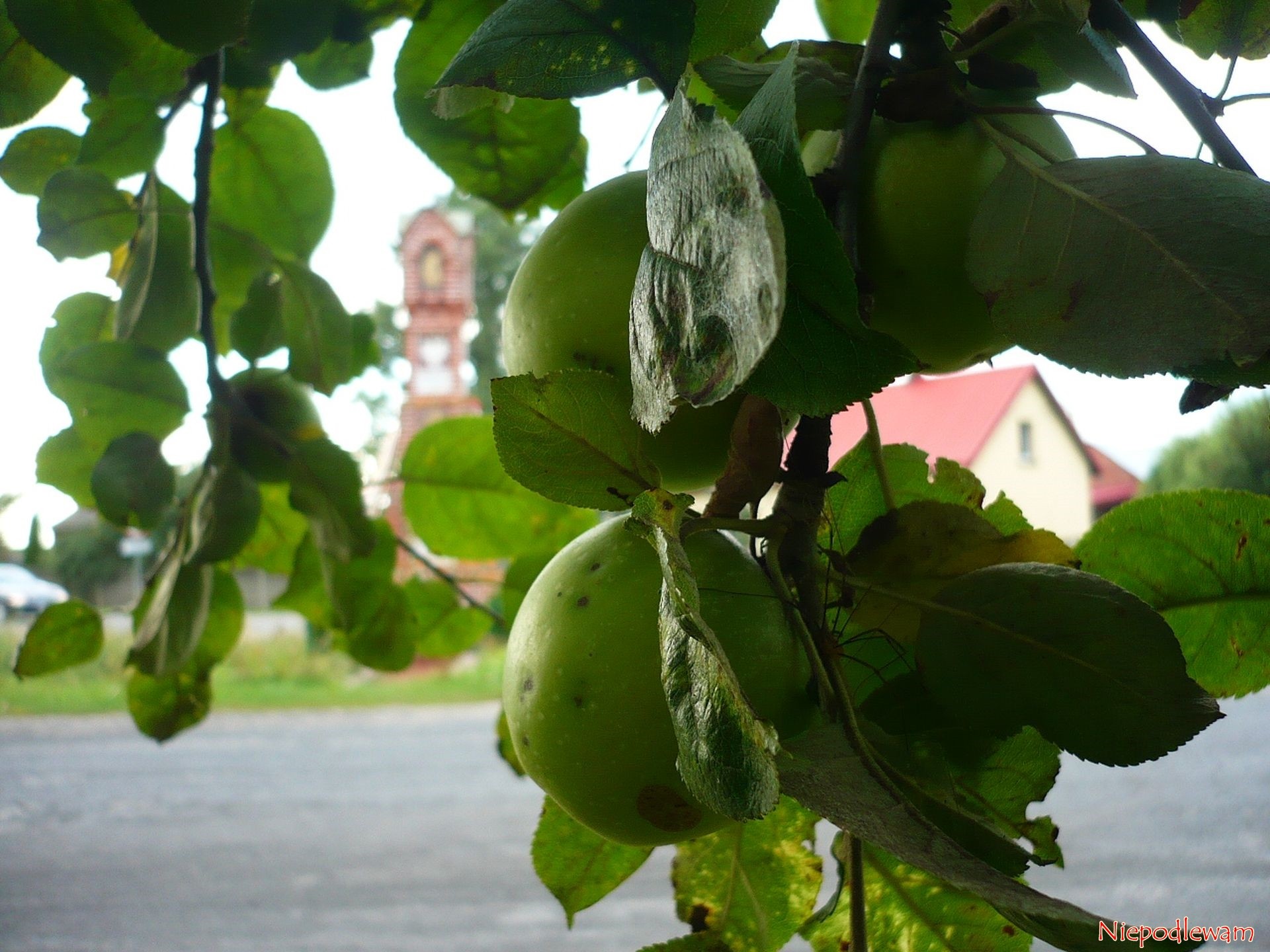 Jabłoń Kosztela – bardzo stara, odporna odmiana