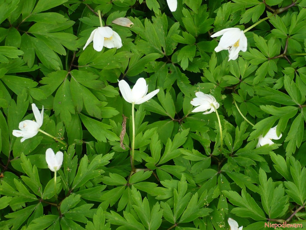 Zawilec gajowy (Anemone nemorosa) - pochylone główki kwiatów to pierwszy sygnał przekwitania. Fot. Niepodlewam