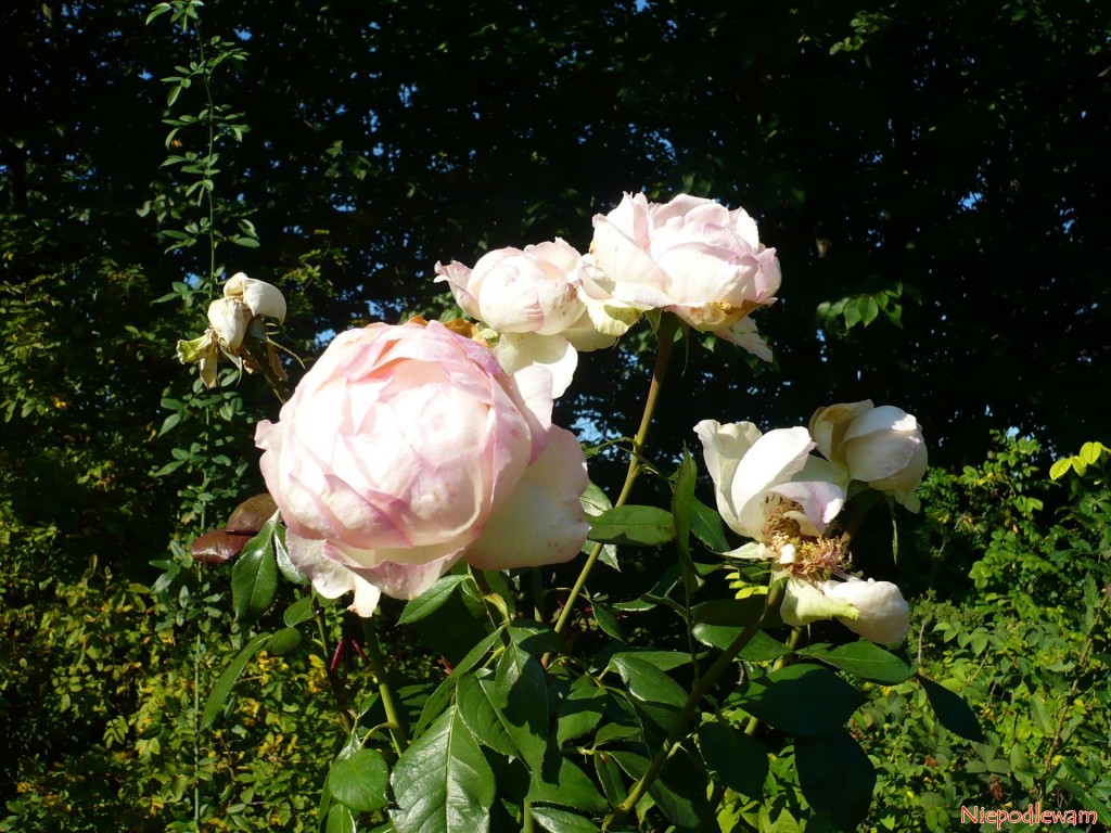 Kwiaty róży Honore de Balzac są z podobne do piwonii. Fot. Niepodlewam
