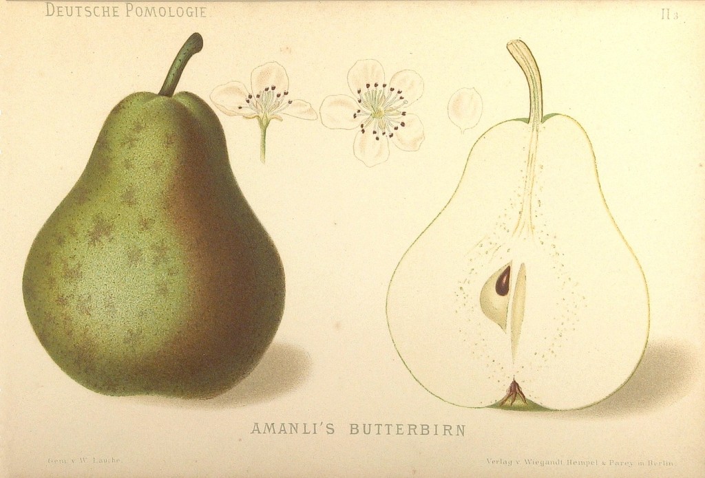 Grusza odmiany Amanlisa – rysunek z książki „Deutsche Pomologie” Wilhelma Lauche z 1882-1883, ze zborów biblioteki Wageningen UR.