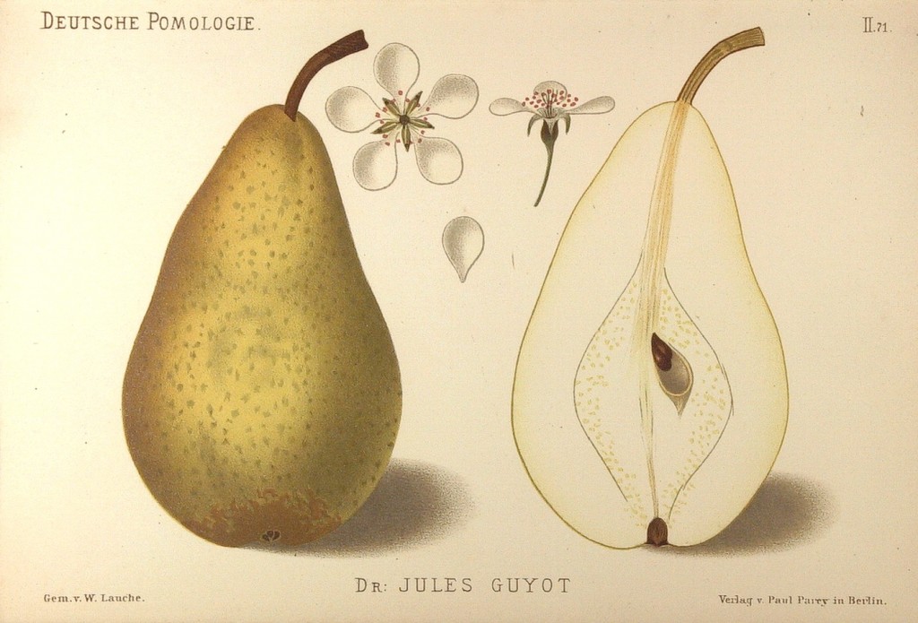 Grusza odmiany Diuszesa Wczesna – rysunek z książki „Deutsche Pomologie” Wilhelma Lauche z 1882-1883, ze zborów biblioteki Wageningen UR.