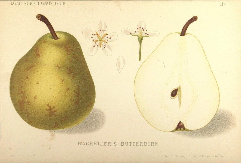 Grusza odmiany Baszelie – rysunek z książki „Deutsche Pomologie” Wilhelma Lauche z 1882-1883, ze zborów biblioteki Wageningen UR.