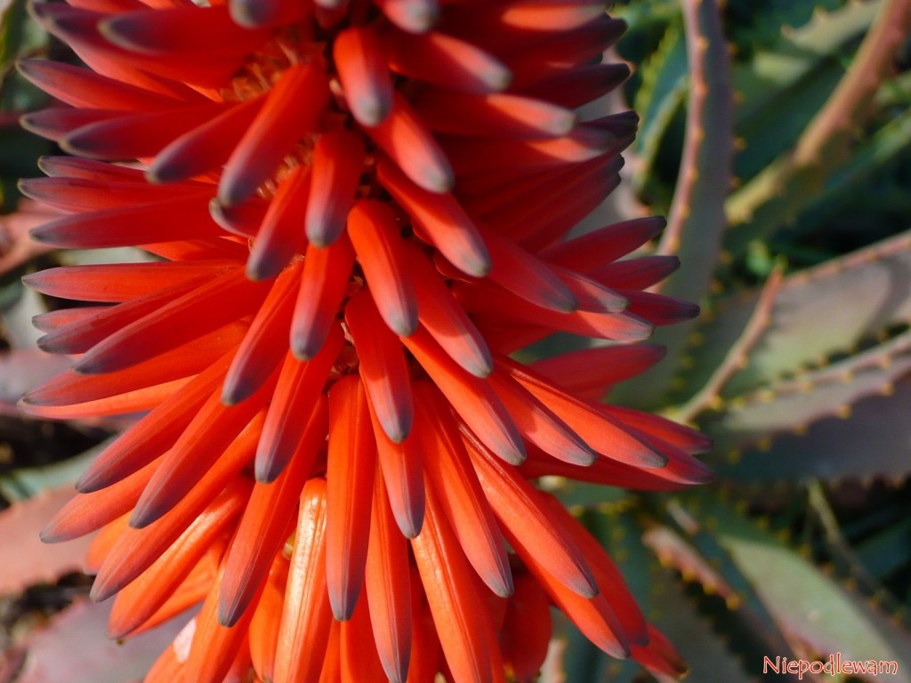 Aloes drzewiasty (Aloe arborescens) najczęściej ma kwiaty pomarańczowe z czarnymi czubkami. Fot. Niepodlewam