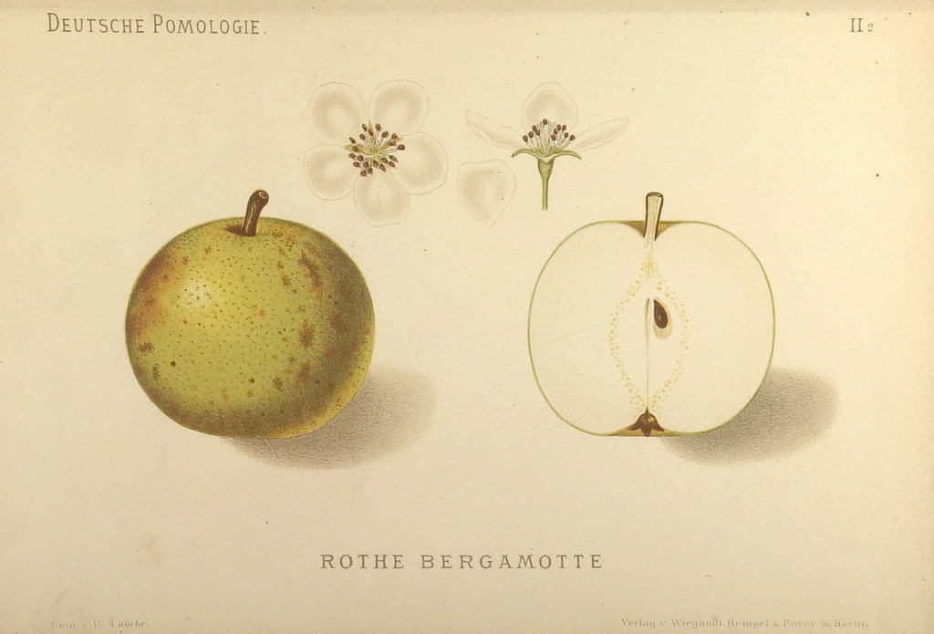 Grusza odmiany Bergamota Jesienna Czerwona – rysunek z książki „Deutsche Pomologie” Wilhelma Lauche z 1882-1883, ze zborów biblioteki Wageningen UR.