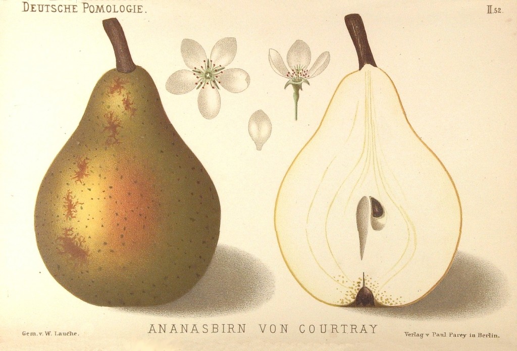 Grusza Ananasówka Francuska – rysunek z książki „Deutsche Pomologie” Wilhelma Lauche z 1882-1883, ze zborów biblioteki Wageningen UR.