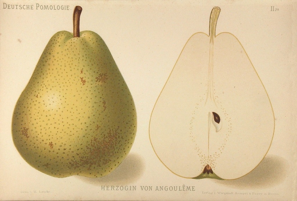 Grusza odmiany Diuszesa Williamsa – rysunek z książki „Deutsche Pomologie” Wilhelma Lauche z 1882-1883, ze zborów biblioteki Wageningen UR.