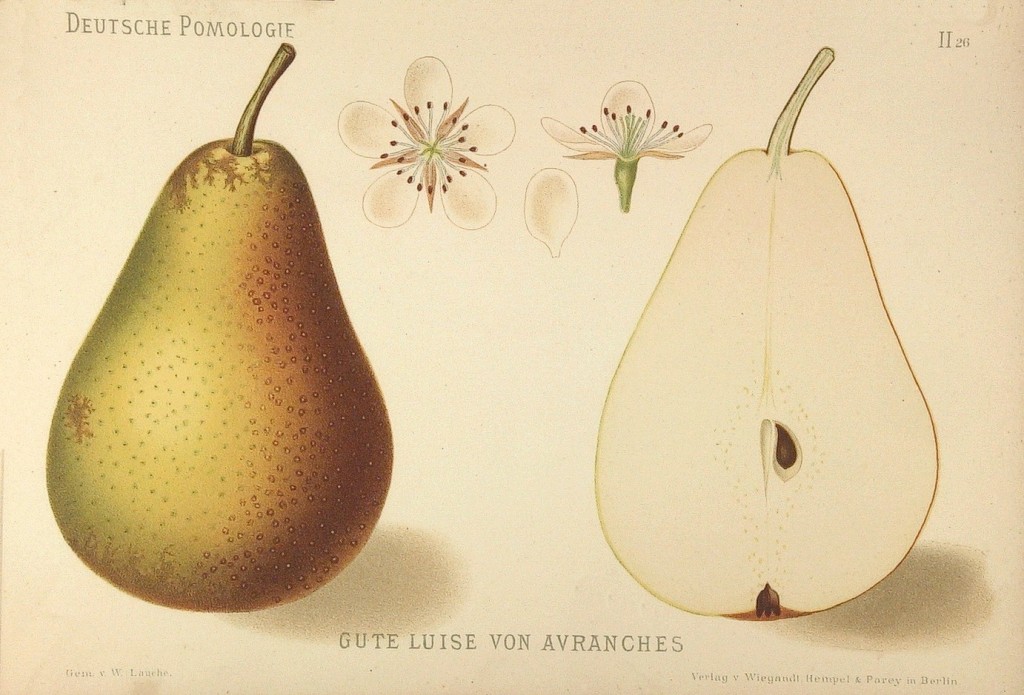 Grusza odmiany Dobra Ludwika – rysunek z książki „Deutsche Pomologie” Wilhelma Lauche z 1882-1883, ze zborów biblioteki Wageningen UR.