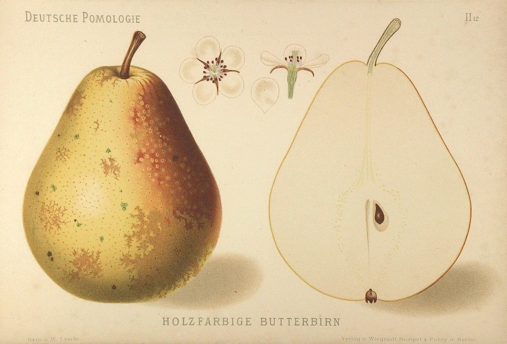 Grusza odmiany Masłówka Zwykła – rysunek z książki „Deutsche Pomologie” Wilhelma Lauche z 1882-1883, ze zborów biblioteki Wageningen UR.
