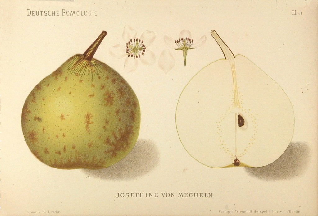 Grusza odmiany Jozefinka – rysunek z książki „Deutsche Pomologie” Wilhelma Lauche z 1882-1883, ze zborów biblioteki Wageningen UR.