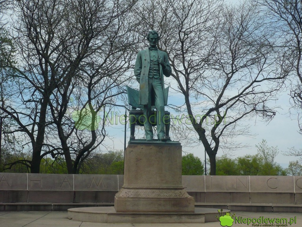 Pomnika prezydenta Abrahama Lincolna w Chicago (USA). To jego upamiętnia róża Mr Lincoln. Fot. Niepodlewam