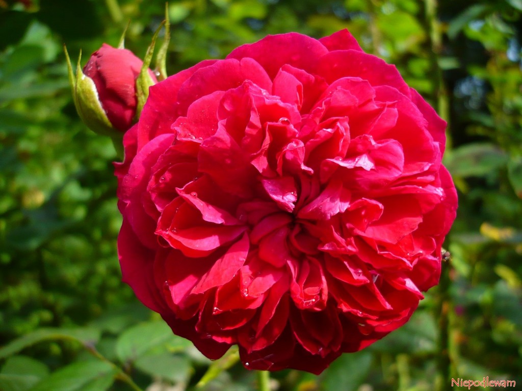 Róża William Shakespeare - odmiana o czerwonych, silnie pachnących kwiatach przypominających dalie lub piwonie. Fot. Niepodlewam