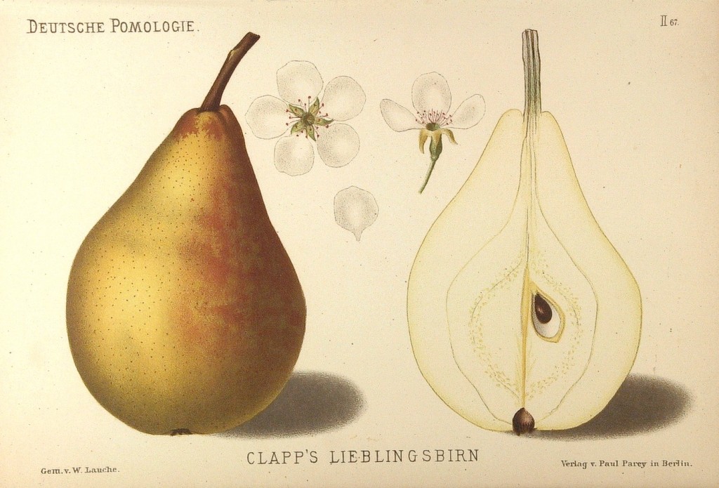 Grusza odmiany Faworytka, zwana też popularnie Klapsą – rysunek z książki „Deutsche Pomologie” Wilhelma Lauche z 1882-1883, ze zborów biblioteki Wageningen UR.