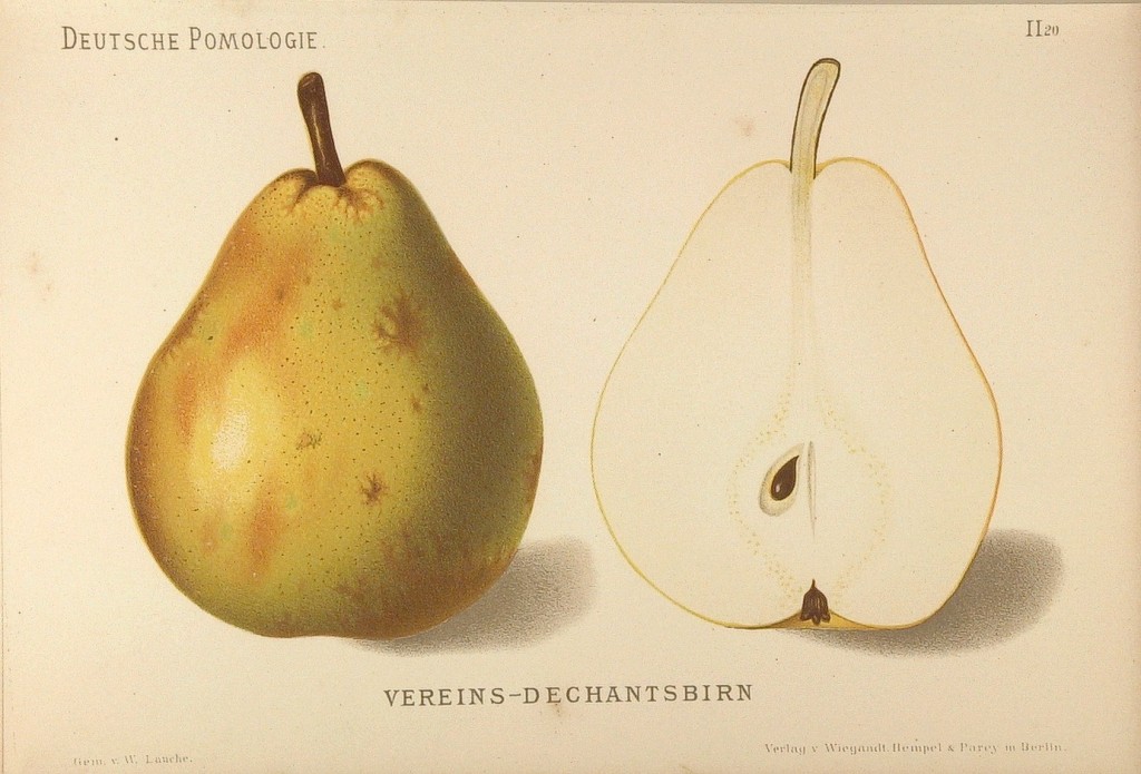 Grusza odmiany Komisówka – rysunek z książki „Deutsche Pomologie” Wilhelma Lauche z 1882-1883, ze zborów biblioteki Wageningen UR.