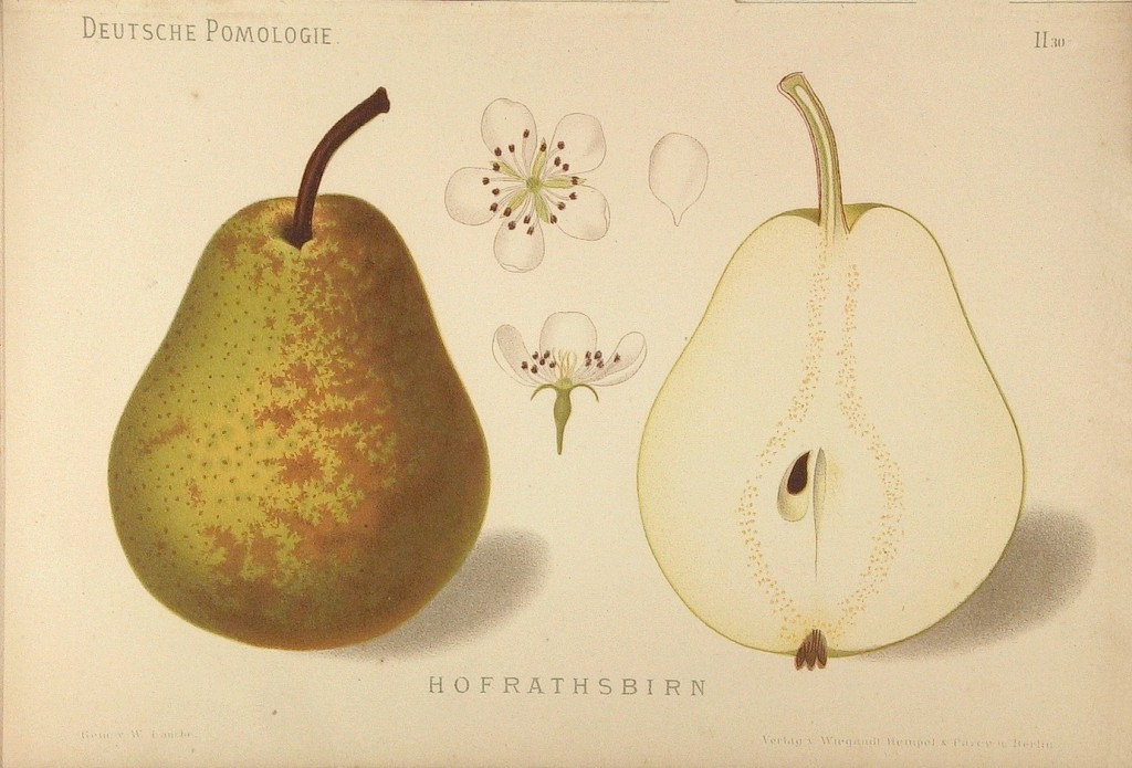 Grusza odmiany Marszałkowska – rysunek z książki „Deutsche Pomologie” Wilhelma Lauche z 1882-1883, ze zborów biblioteki Wageningen UR.