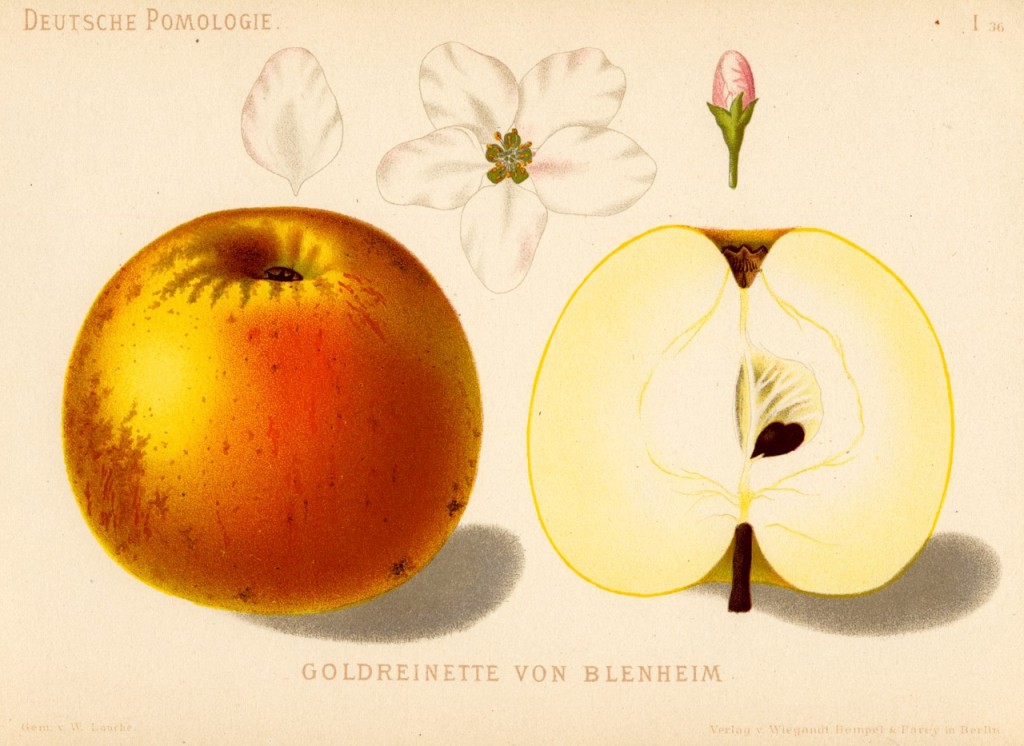 Jabłoń Reneta Blenheimska – rysunek z książki „Deutsche Pomologie” Wilhelma Lauche z 1882-1883, ze zborów biblioteki Wageningen UR.