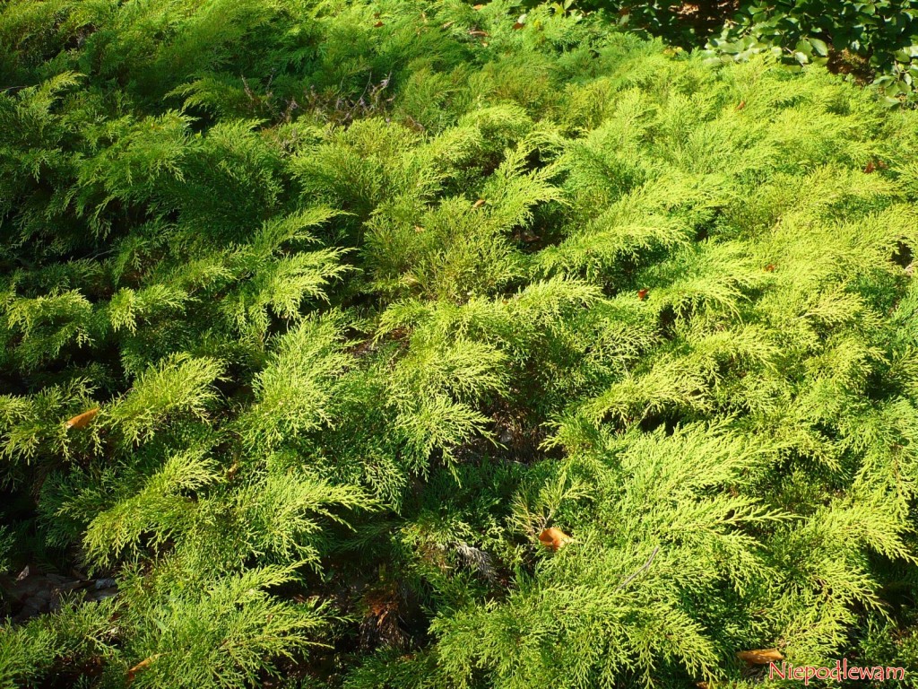 Mikrobiota syberyjska (Microbiota decussata) to iglak okrywowy, odporny na największe mrozy. Fot. Niepodlewam