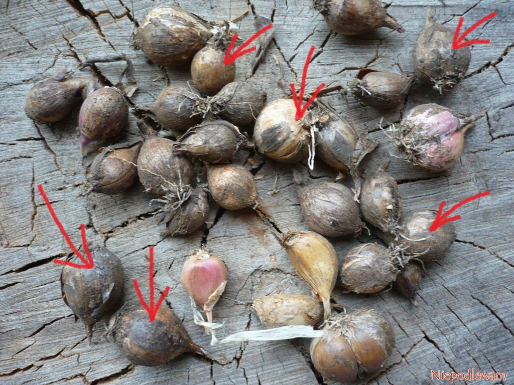 W pierwszym roku uprawy cebulki powietrzne osiągają wielkość pojedynczych ząbków czosnku. Na zdjęciu strzałkami jest zaznaczony czosnek z cebulek powietrznych. Fot. Niepodlewam