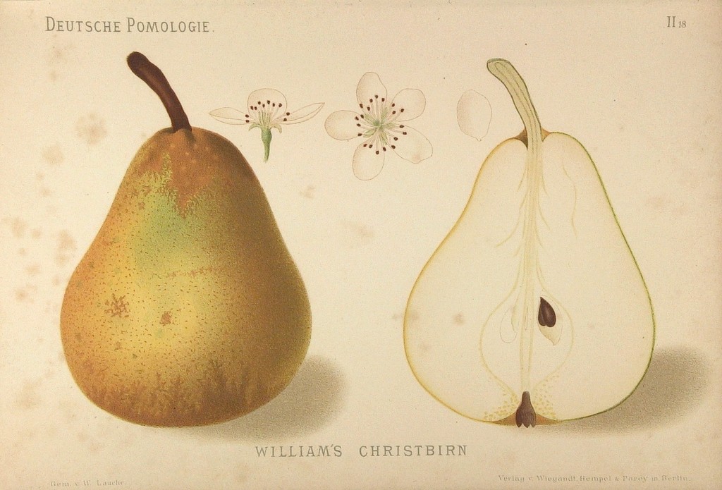 Grusza Bonkreta Williamsa – rysunek z książki „Deutsche Pomologie” Wilhelma Lauche z 1882-1883, ze zborów biblioteki Wageningen UR.