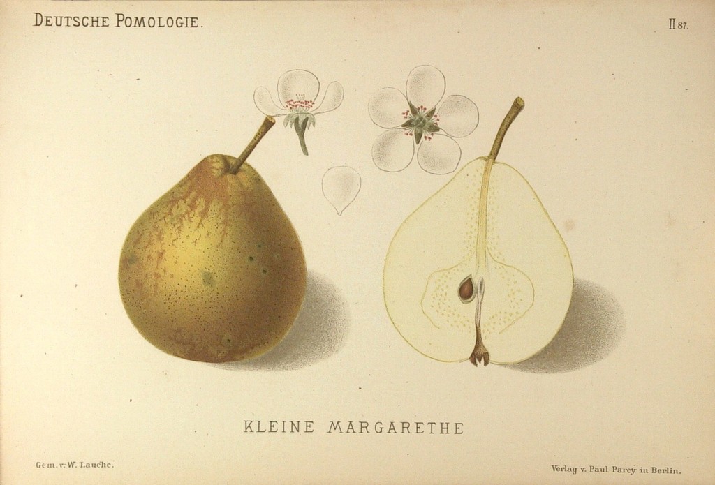 Grusza odmiany Winiówka Francuska (Małgorzatka), nazywana także często Małgorzatka – rysunek z książki „Deutsche Pomologie” Wilhelma Lauche z 1882-1883, ze zborów biblioteki Wageningen UR.