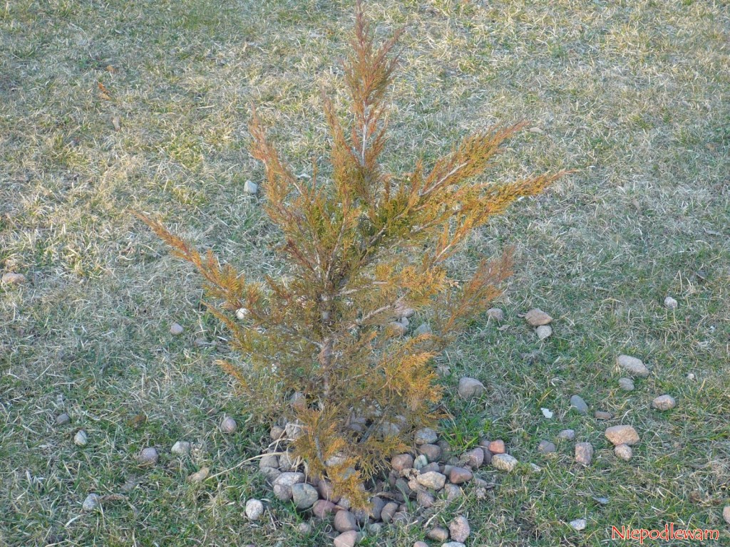 Zimą jałowiec Tamariscifolia przebarwia się na rudy kolor. Tego efektu nie ma, gdy krzew rośnie w krajach, gdzie nie ma mrozów. Fot. Niepodlewam