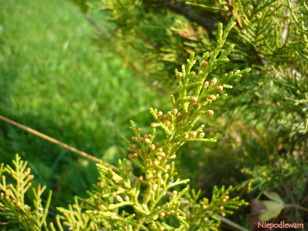Łuski jałowca sabińskiego Tamariscifolia są niekłujące. Fot. Niepodlewam