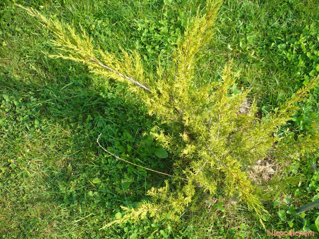Jałowiec sabiński (Juniperus sabina) odmianaTamariscifolia