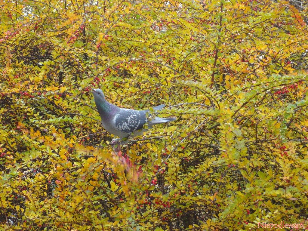 Odchody gołębi są bardzo dobrym, naturalnym nawozem do ogrodu. Fot. Niepodlewam