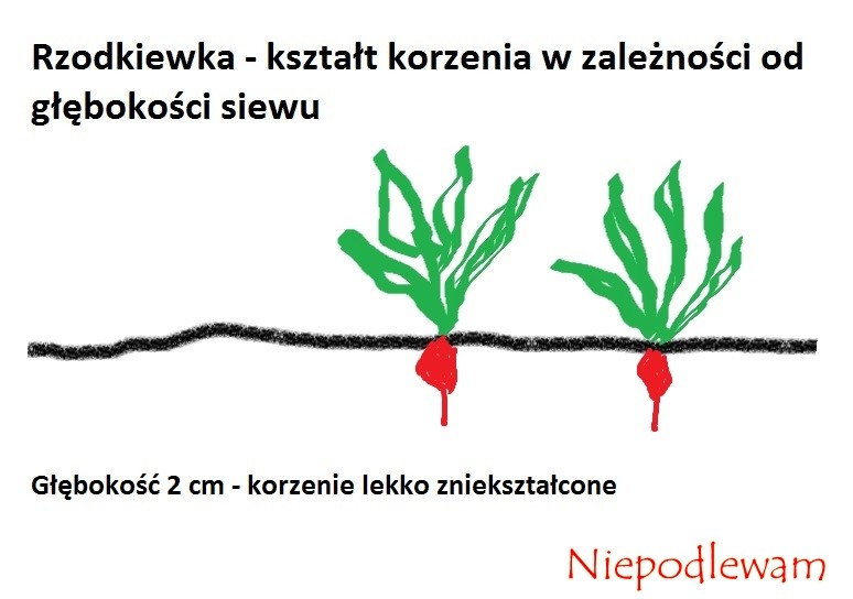 Rysunek 2