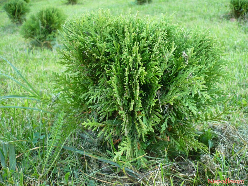 Żywotnik zachodni (Thuja occidentalis) odmiana Danica to iglak karłowy, w kształcie kuli. Fot. Niepodlewam