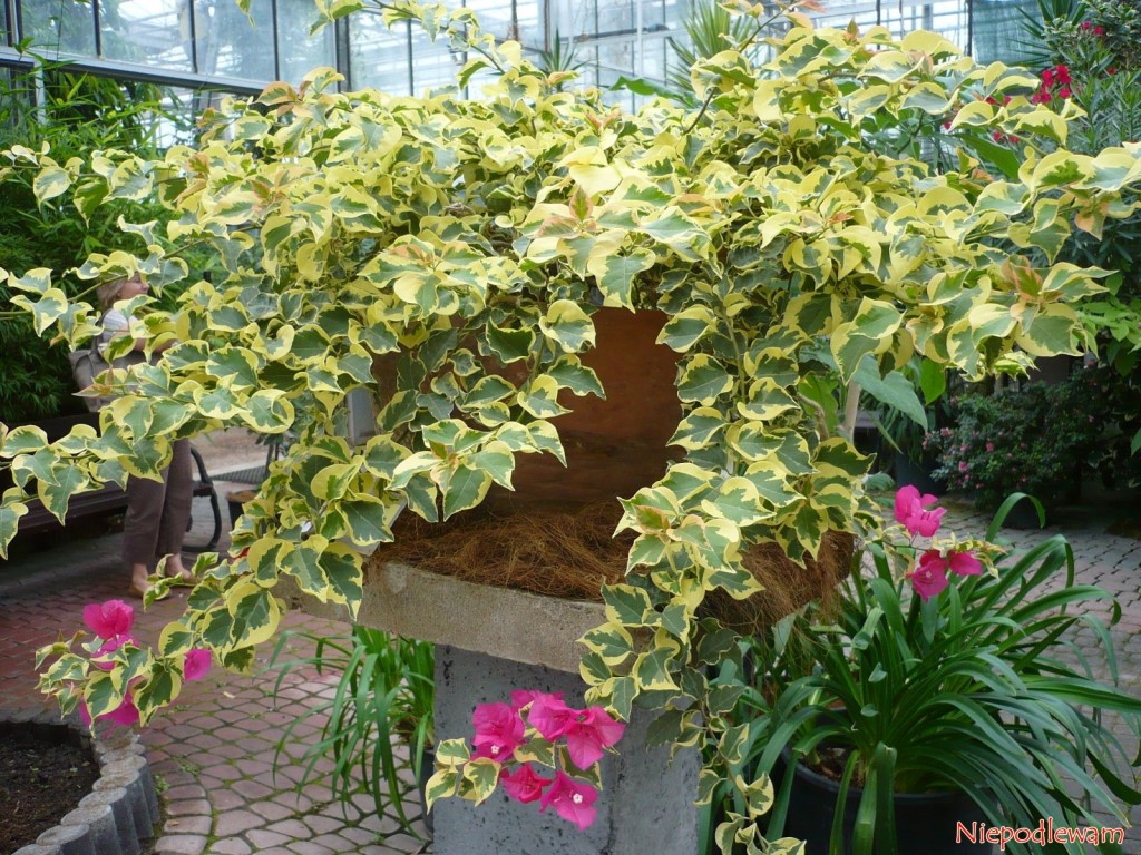 Bugenwilla o liściach pstrych - to okaz rosnący w Ogrodzie Botanicznym w Powsinie. Fot.
