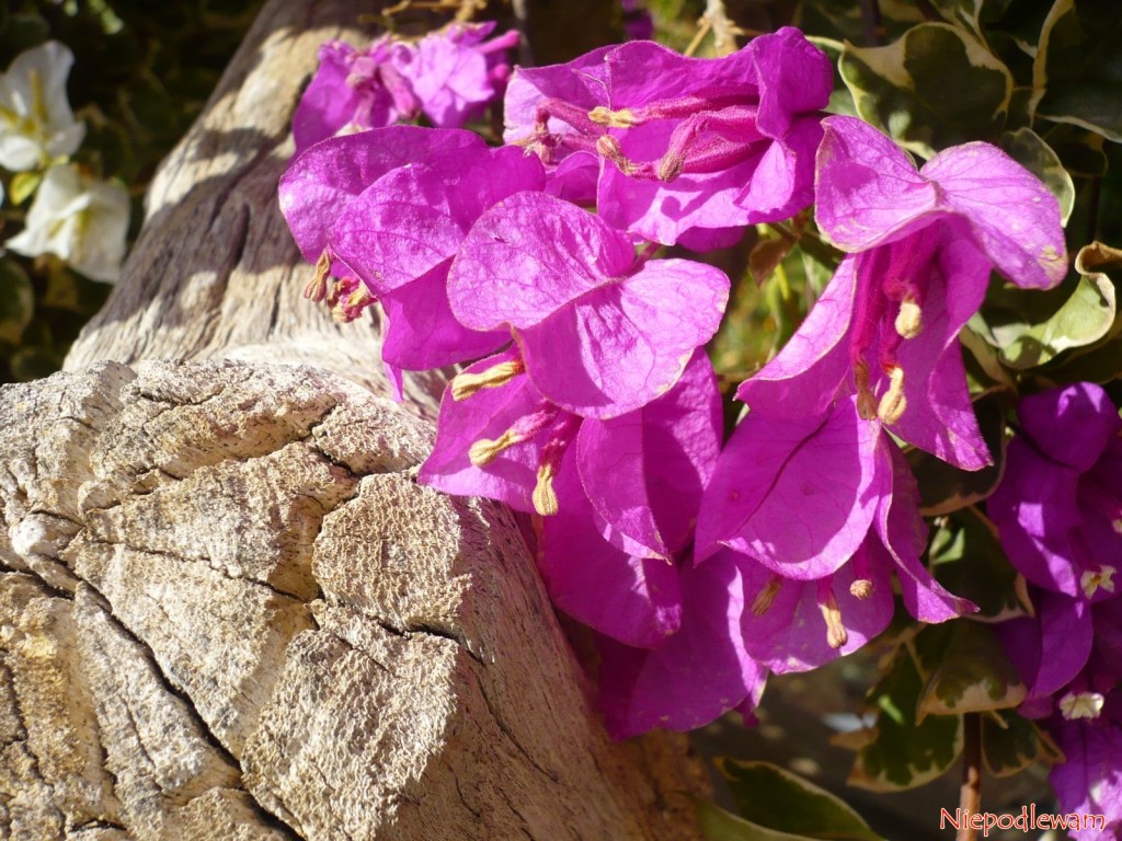Bugenwilla to pnącze, ale poprzez mocne cięcie można ją prowadzić jako niskie drzewko, a nawet bonsai. Jej drewno jest jasne, porowate. Fot. Niepodlewam