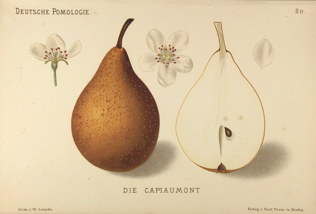 Grusza Kapiomont – rysunek z książki „Deutsche Pomologie” Wilhelma Lauche z 1882-1883, ze zborów biblioteki Wageningen UR.