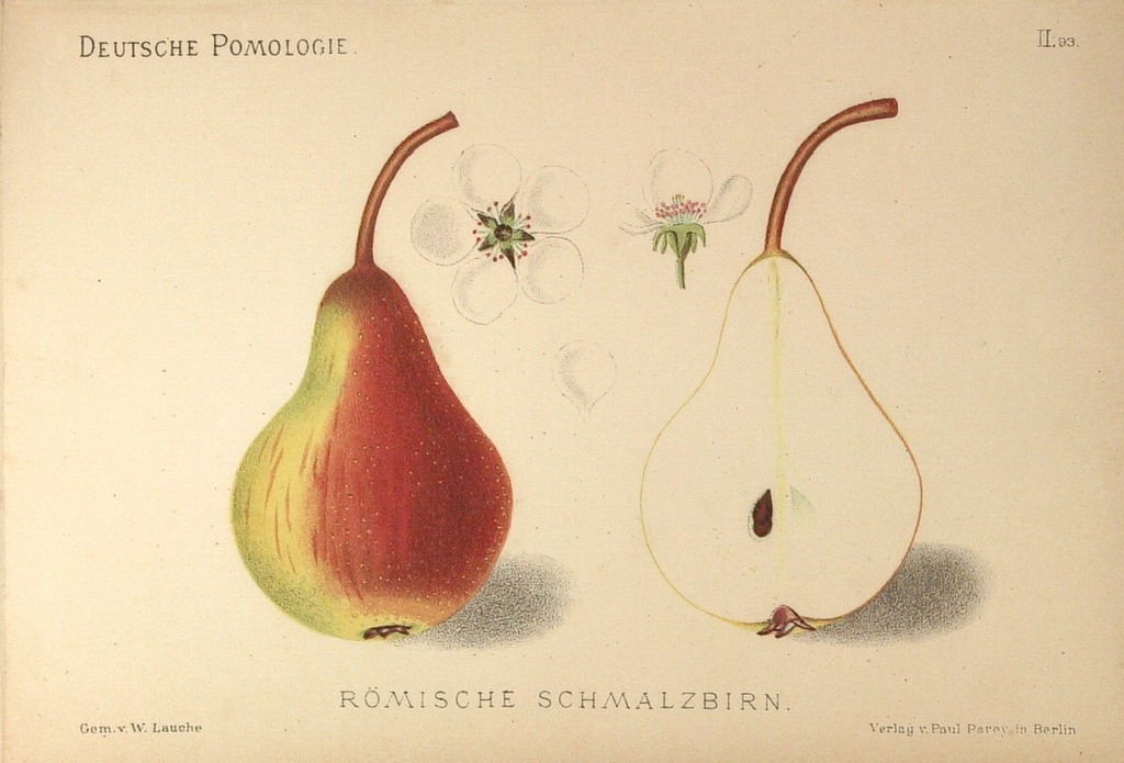 Grusza odmiany Smalcówka Rzymska, nazywana też m.in. Dzwonki czyli Panny, Plucerka, Plusczka czy Grusza Melanchatona – rysunek z książki „Deutsche Pomologie” Wilhelma Lauche z 1882-1883, ze zborów biblioteki Wageningen UR.
