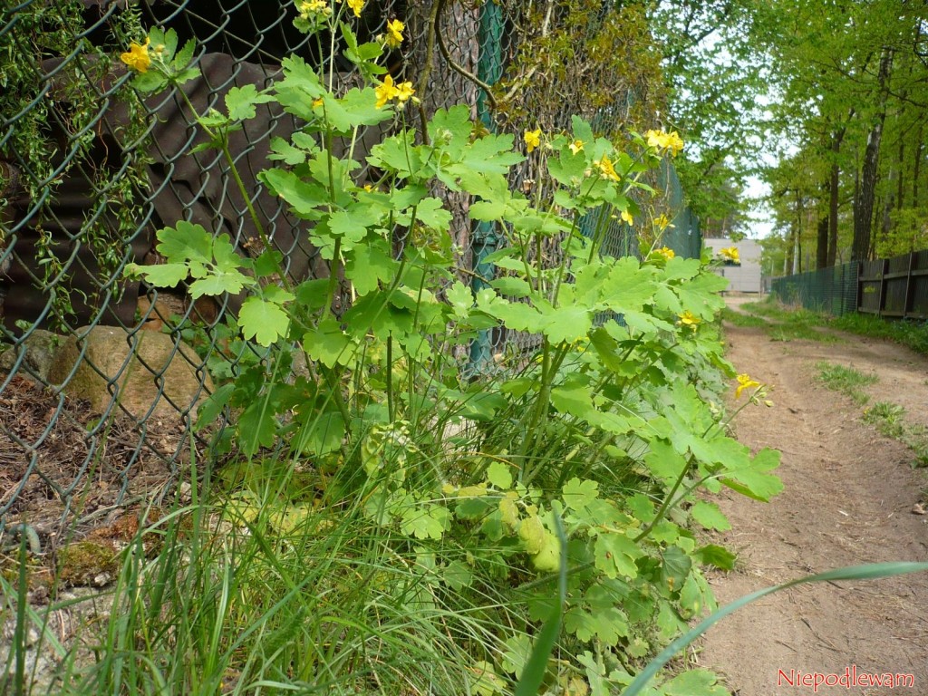 Glistnik jaskółcze ziele (Chelidonium majus) często rośnie na skrajach półcienistych dróg. Po złamaniu dowolnej jego części, z glistnika wycieka pomarańczowy sok. Fot. Niepodlewam