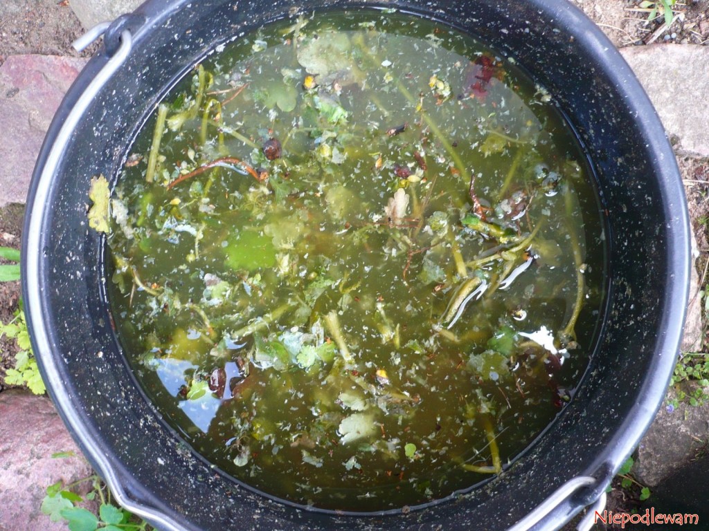 Gotowa gnojówka z glistnika jaskółcze ziele ma brunatny kolor. Zawiera sporo grubszych części. Fot. Niepodlewam