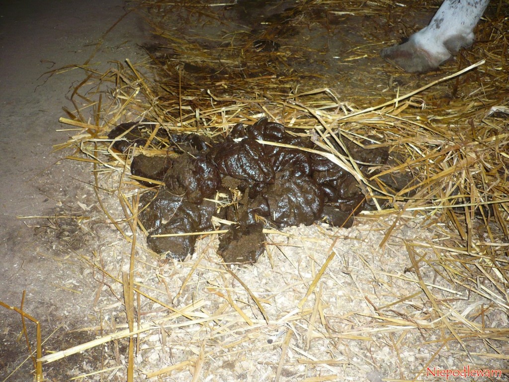 Obornik krowi ze słomą to zamieni się w ogrodzie w bardzo urodzajną ziemię, bogatą w próchnicę. Fot. Niepodlewam
