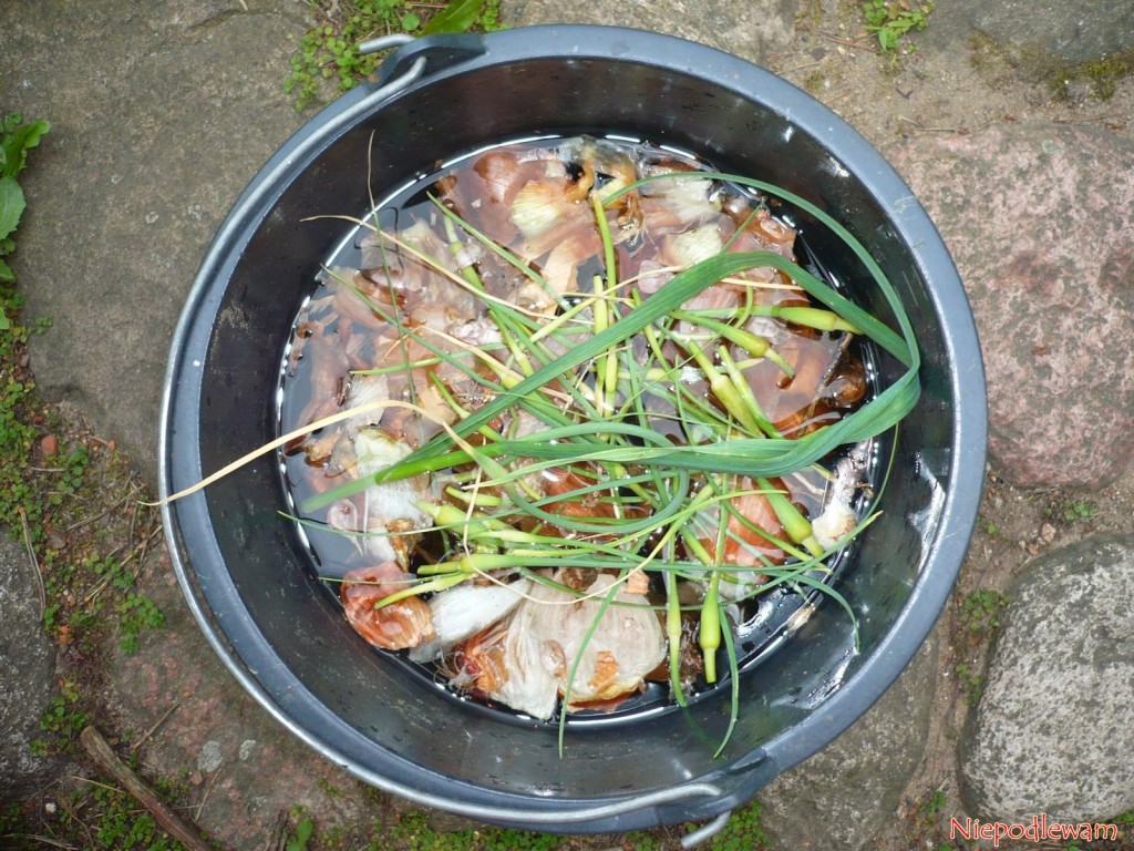 Na gnojówkę roślinną nadaje się cebula i czosnek w postaci resztek z kuchni oraz ogrodu. Fot. Niepodlewam