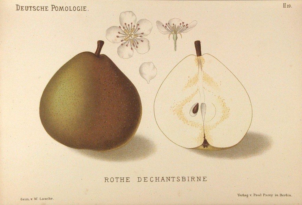 Grusza Dziekanka Czerwona – rysunek z książki „Deutsche Pomologie” Wilhelma Lauche z 1882-1883, ze zborów biblioteki Wageningen UR.