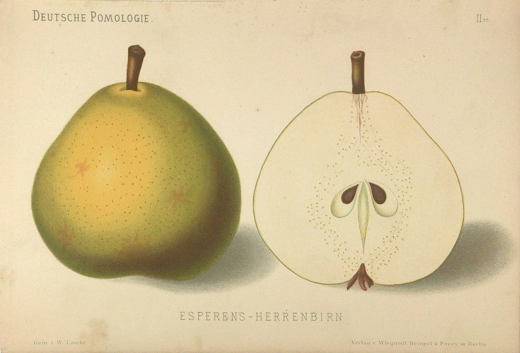 Grusza Esperena Pańska – rysunek z książki „Deutsche Pomologie” Wilhelma Lauche z 1882-1883, ze zborów biblioteki Wageningen UR.