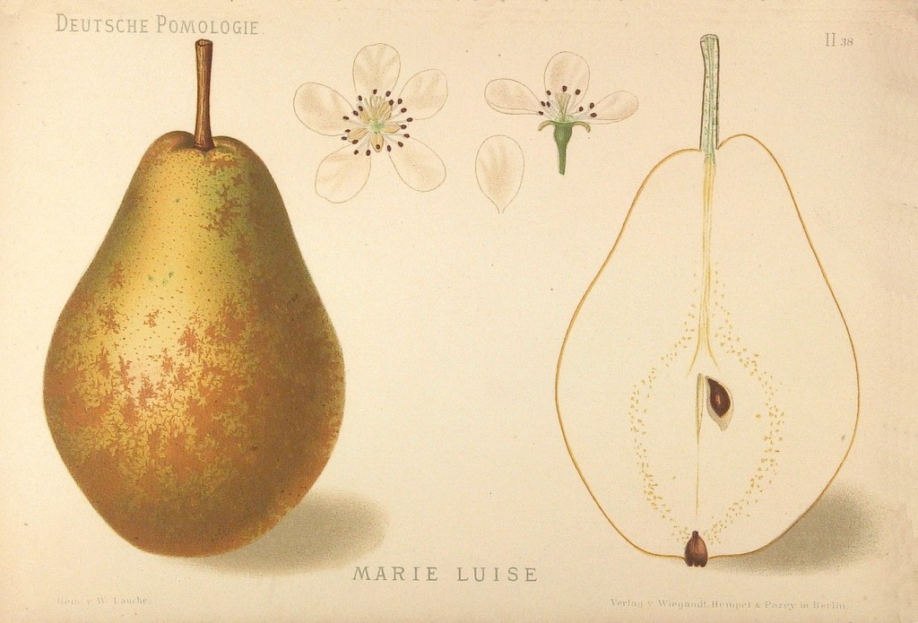 Grusza Maria Ludwika – rysunek z książki „Deutsche Pomologie” Wilhelma Lauche z 1882-1883, ze zborów biblioteki Wageningen UR.
