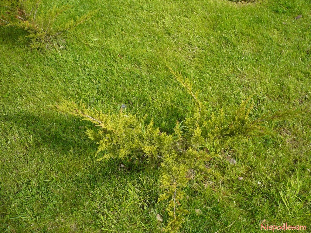 Jałowce sabińskie są zawsze szersze niż wyższe. Ładnie prezentują się np. na trawnikach. Rosną wolno lub średnio szybko. Fot. Niepodlewam
