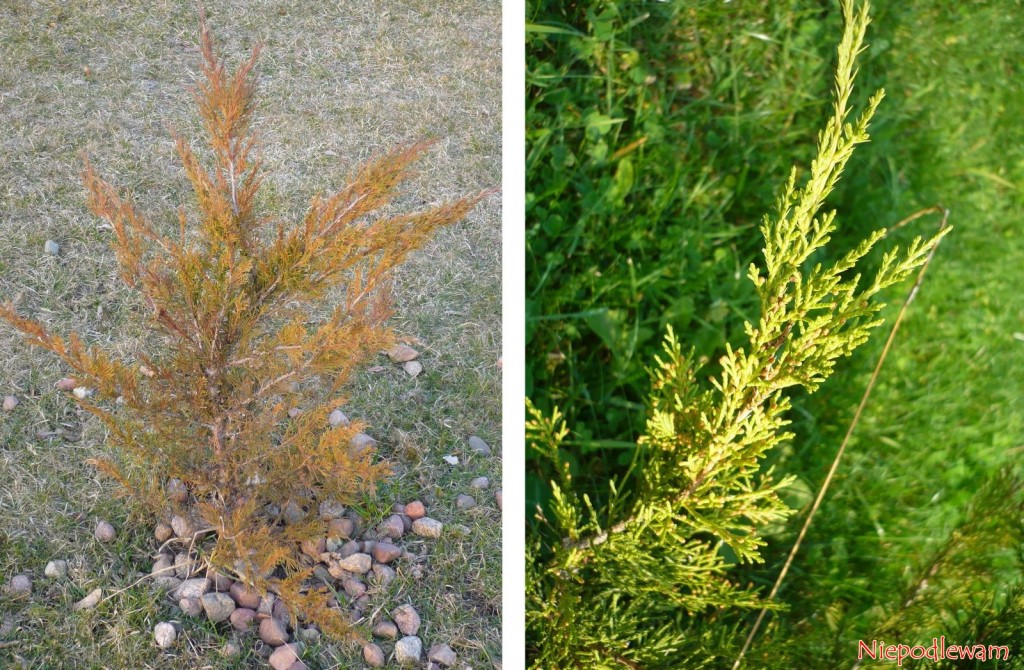 Jałowiec sabiński (Juniperus sabina) zmienia kolor zimą, mniej lub bardziej w zależności od odmiany. Na zdjęciu jest ten sam krzew odmiany Tamariscifolia - zimą (rudawy) i latem (zielony). Fot. Niepodlewam