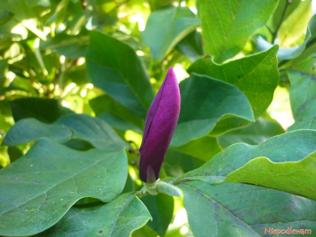 Magnolia purpurowa Nigra ma w drugim kwitnieniu mniejsze kwiaty. Mniejsza jest także ich liczba i nie są tak pachnące jak wiosną. Fot. Niepodlewam